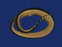 藏品(黑背海蛇)的圖片